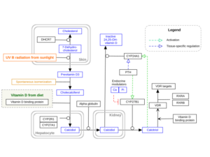 Diagram showing vitamin D receptor and hormone pathway